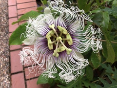 Passiflora edulis