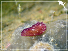 Pseudoceros cruentus