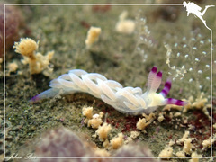 Pteraeolidia semperi