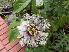 Passiflora edulis