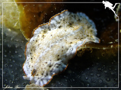 Bulaceros porcellanus