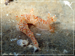Bornella stellifera