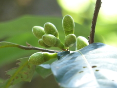 Litsea stocksii