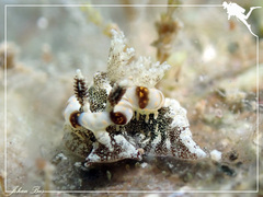 Goniodoris joubini