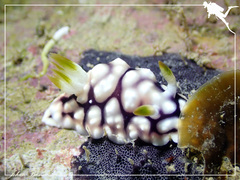 Goniobranchus geometricus