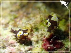 Colpodaspis thompsoni