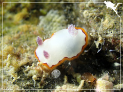 Goniobranchus rubrocornutus