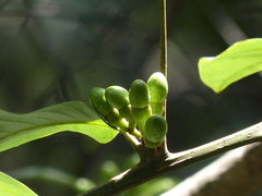 Litsea stocksii