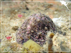 Dolabrifera dolabrifera
