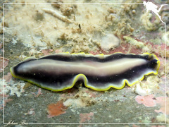 Pseudoceros paralaticlavus