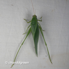 Holochlora bilobata