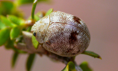 Paropsis irrotata