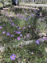 Brachyscome multifida