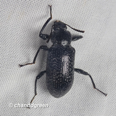 Derosphaerus sinensis