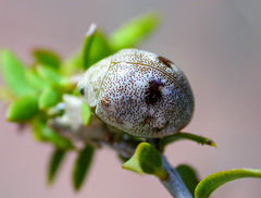Paropsis irrotata