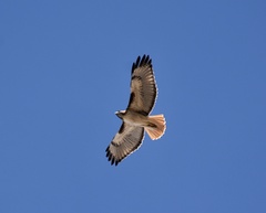 Buteo jamaicensis