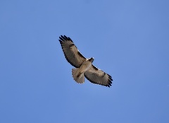 Buteo jamaicensis