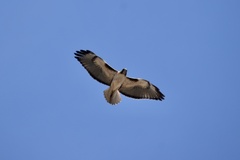 Buteo jamaicensis