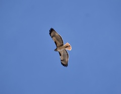 Buteo jamaicensis