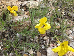 Oenothera berlandieri