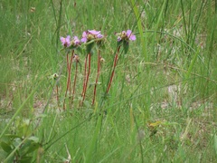 Argyrella phaeotricha