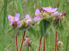 Argyrella phaeotricha