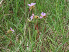 Argyrella phaeotricha