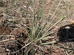 Yucca campestris