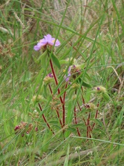 Argyrella phaeotricha