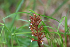 Corallorhiza maculata occidentalis