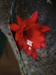 Disocactus ackermannii