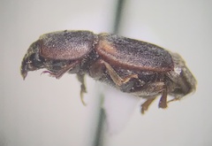 Carpophilinae