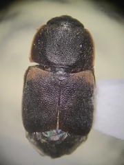 Carpophilinae