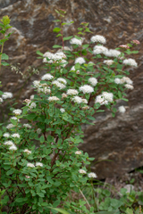 Spiraea stevenii