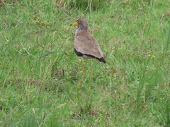 Vanellus senegallus lateralis