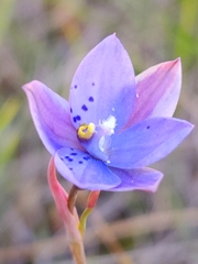Thelymitra juncifolia
