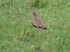 Vanellus senegallus lateralis