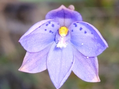 Thelymitra juncifolia