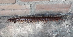 Scolopendra dehaani