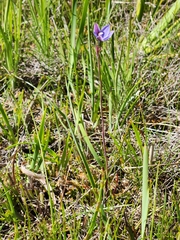 Thelymitra juncifolia