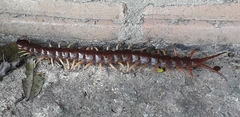 Scolopendra dehaani