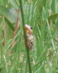 Hyperolius marmoratus taeniatus