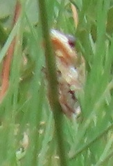 Hyperolius marmoratus taeniatus