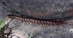 Scolopendra dehaani