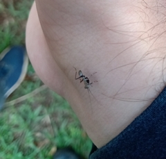 Mantoida