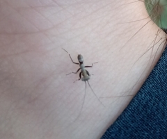 Mantoida