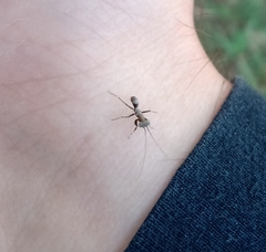 Mantoida