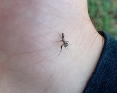 Mantoida