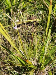 Thelymitra viridis