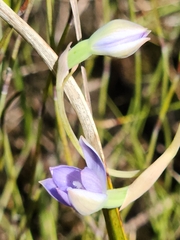 Thelymitra viridis